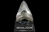 Fossil Megalodon Tooth - South Carolina #93514-2